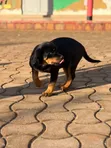 Female Purebred Rottweiler Puppy, 1-3 Months - 2