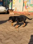 Female Purebred Rottweiler Puppy, 1-3 Months - 3