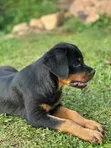 Female Purebred Rottweiler Puppy, 1-3 Months - 4