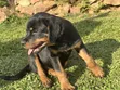 Female Purebred Rottweiler Puppy, 1-3 Months - 5