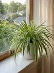Indoor Plant Services for Oxygen & Stress Relief - 1
