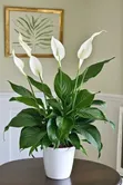 Indoor Plant Services for Oxygen & Stress Relief - 2