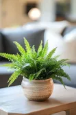 Indoor Plant Services for Oxygen & Stress Relief - 3