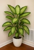 Indoor Plant Services for Oxygen & Stress Relief - 5