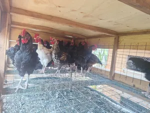 Premium Local Cocks for Sale