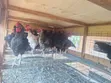 Premium Local Cocks for Sale - 1