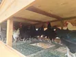 Premium Local Cocks for Sale - 2