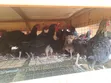 Premium Local Cocks for Sale - 3