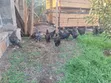 Premium Local Cocks for Sale - 4