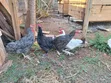 Premium Local Cocks for Sale - 5
