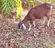 Toggenburg Female & Half-Boer Male Goats - 2