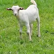 Toggenburg Female & Half-Boer Male Goats - 3