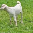 Toggenburg Female & Half-Boer Male Goats - 4