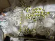 Flexible Waste Pipe 1 1/4" - All Sizes - 3