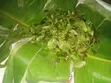 Miraa (Khat) for Sale - 1