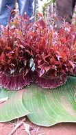 Miraa (Khat) for Sale - 2