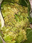 Miraa (Khat) for Sale - 3