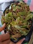 Miraa (Khat) for Sale - 4