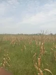 14 Acres Farmland for Sale in Busimbi - 2