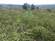 Prime Residential Land for Sale in Migadde-Senga - 2