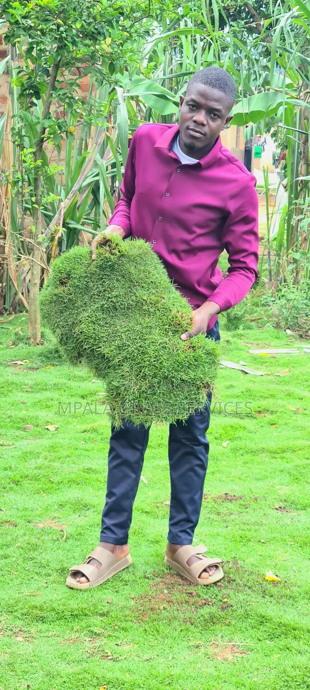 Bermuda Carpet Grass - 1