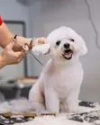 A&A Dog Groomers - Full Dog Grooming Services - 1