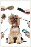 A&A Dog Groomers - Full Dog Grooming Services - 2