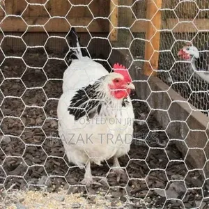 Chicken Wire Mesh - 2ft x 30m
