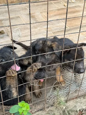 1-3 Month Male Purebred German Shepherd Puppy