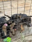 1-3 Month Male Purebred German Shepherd Puppy - 1