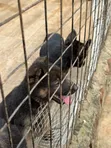 1-3 Month Male Purebred German Shepherd Puppy - 2