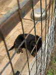 1-3 Month Male Purebred German Shepherd Puppy - 3