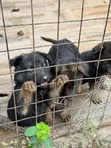 1-3 Month Male Purebred German Shepherd Puppy - 4