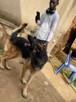 1-3 Month Male Purebred German Shepherd Puppy - 5