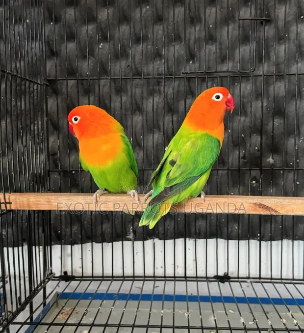 Exotic Parrot - 1
