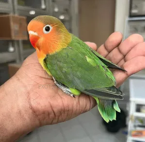 Exotic Parrot - Female