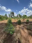 Plots for Sale: Nakifuma-Magogo (50x50ft & 50x100ft) - 1