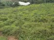 Two Prime Plots of Land for Sale in Wakiso Kikookiro - 1