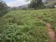 Two Prime Plots of Land for Sale in Wakiso Kikookiro - 2