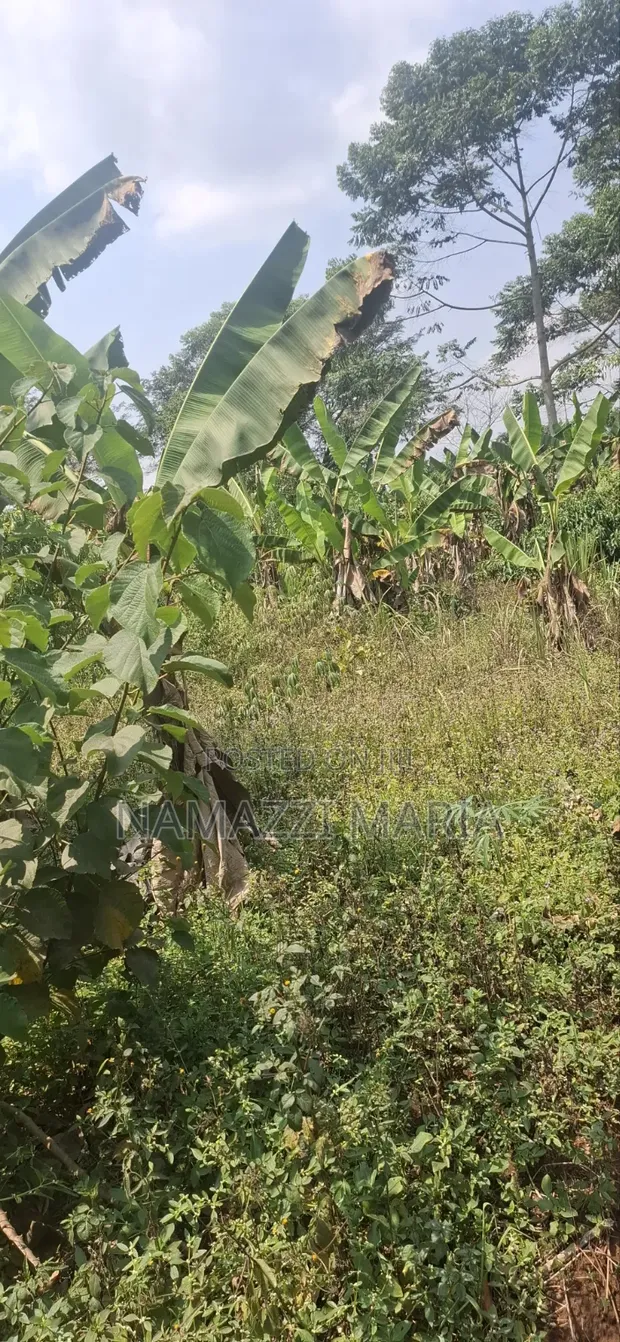 Plot for Sale in Zirobwe Burubakulu - 1