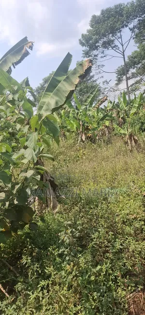 Plot for Sale in Zirobwe Burubakulu