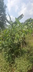 Plot for Sale in Zirobwe Burubakulu - 2
