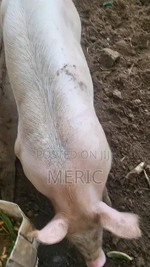 Duroc Pig - 5 Months Old