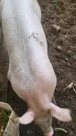 Duroc Pig - 5 Months Old - 1