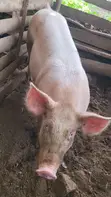 Duroc Pig - 5 Months Old - 2