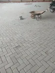 Professional Paver Laying Services - 1