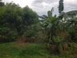 Commercial Plot 50x100ft with Land Title in Mpelerwe Kabaga - 5