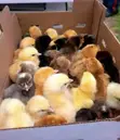 God's Mercy Agrovet: Day Old Chicks - 1