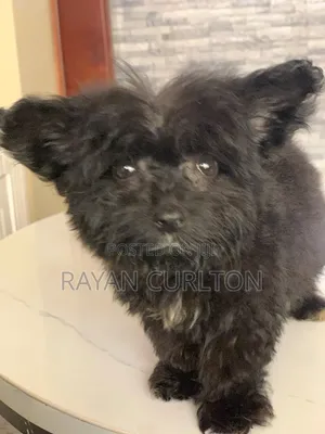 Female Purebred Maltese Puppy (0-1 Month)