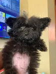 Female Purebred Maltese Puppy (0-1 Month) - 2